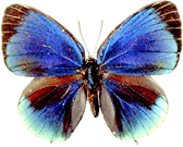 Nirvana Press Digital Full Color Printing from any file like Photoshop, Illusturator, Indesign, Quarkxpress, MS Office and variable printing and printing flier, brosure, poster, wide format printing